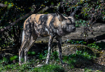African hunting dog on the path. Latin name - Lycaon pictus