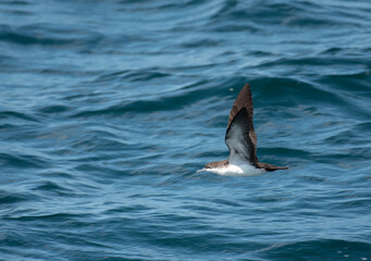 Fototapeta premium Galapagos Shearwater