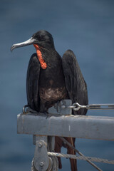 Magnificent Frigatebird