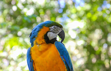 Macaw sits on a branch with a misty background.