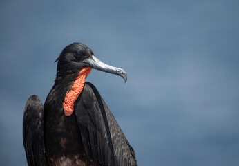 Magnificent Frigatebird
