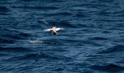 Nazca Booby