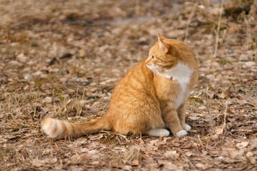 A red cat sits on dry foliage, looks back