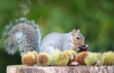 Grey squirrel eating sweet chestnut fruit on a tree stump in autumn