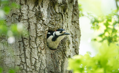 Obraz premium Great spotted woodpecker preparing nest in spring