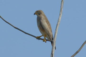 White-eyed buzzard