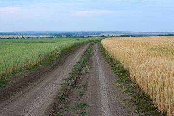 Fototapeta premium Country Road through green and yellow Fields 