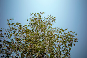 Conocarpus lancifolius, a highly drought-resistant species naturally distributed within a narrow geographical range in parts of the Arabian Peninsula