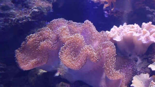 Stichodactyla gigantea algae in aquarium close-up