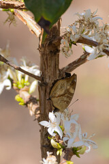 Garden Commodore also called Garden Inspector (Precis archesia) on flowers of coffee plant in garden of hotel lodging in Arusha Tanzania East Africa