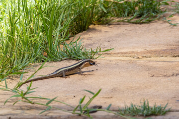 African striped skink (Trachylepis striata) with black beetle in his mouth sitting in the sun on a stone