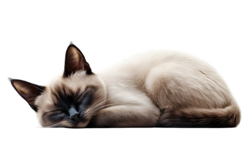 Siamese Cat Napping Peacefully on Plain White Background
