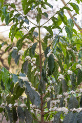 Vertical closeup of immature green coffee beans of coffee plant