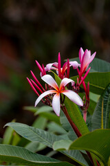 Pink plumeria also called frangipani flower on a spotted white green bokeh background