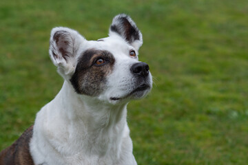Mischlingshund in weiß mit braunen Flecken um ein Auge