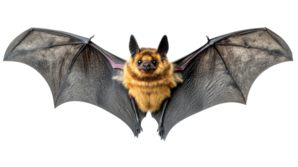 A Winged Wonder: A bat with outstretched wings, showcasing intricate details of its body, captured in a studio setting.