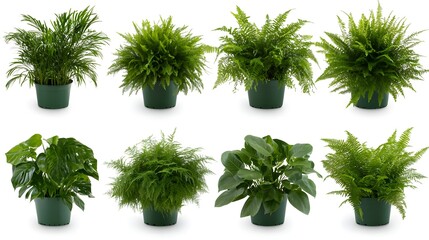 Obraz premium A collection of vibrant tropical potted plants and lush green leaves on a white background, perfect for botanical designs, interior decor concepts, or nature-inspired creative projects.
