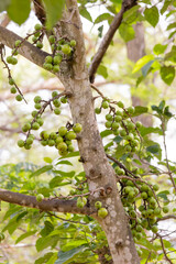 Closeup of immature cluster fig or red river fig (ficus racemosa) fruit