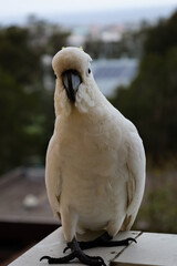 cockatoo blanc 