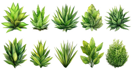 Diverse Greenery Collection: A vibrant collection of meticulously painted, varied green plants and succulent, showcasing the beauty and diversity of nature's botanical wonders.