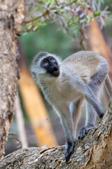 Portrait of a Vervet monkey (Chlorocebus pygerythrus) in Tanzania, East Africa