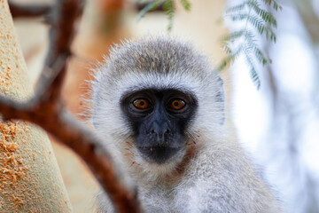 Portrait of a Vervet monkey (Chlorocebus pygerythrus) in Tanzania, East Africa