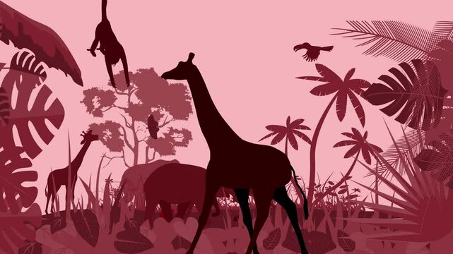 giraffe in the wild