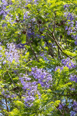 Obraz premium Blue Jacaranda (Jacaranda mimosifolia) in full bloom in Arusha in Tanzania East Africa