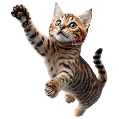Energetic Bengal Cat Climbing on Plain White Transparent Background