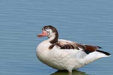 The common shelduck (Tadorna tadorna) is a waterfowl species of the shelduck. It is widespread and common in Aiguamolls empordà girona catalonia spain