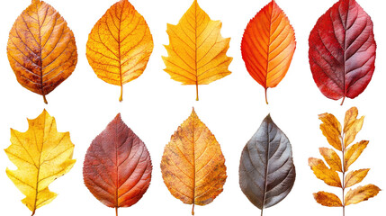 Obraz premium Autumn's Vibrant Palette: A captivating arrangement of diverse, colorful autumn leaves showcases nature's artistry. Each leaf, in its unique hue and texture.