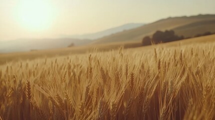 Golden Wheat Field Under Sunset Sky
