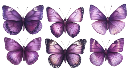 Purple Butterflies: A captivating array of six purple butterflies showcases intricate wing patterns and vibrant hues, creating a visually stunning display of natural beauty.