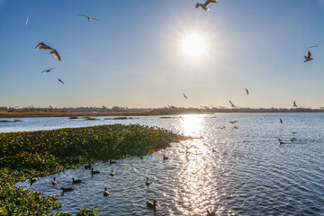 A dynamic scene of seagulls and ducks on a rippling lake under a clear sky, with vegetation in the foreground