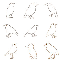 Outline Babbler Bird Illustration Design Set