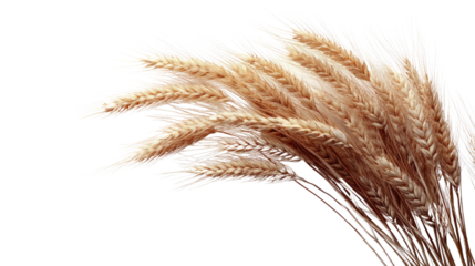 Golden Grain Cascade: A close-up shot reveals a collection of ripe wheat stalks, their golden hues subtly contrasted against the light backdrop.