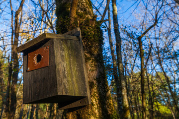 A wooden birdhouse is attached to a tree trunk in a forest setting against a blue sky.