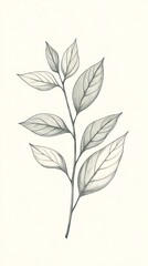 botanical line art with hand-drawn flowers