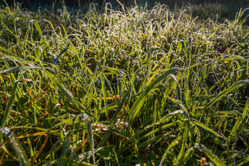 Morning dew glistens on blades of grass in a field, catching the early sunlight.