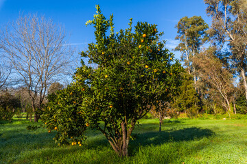 Naklejka premium An orange tree laden with ripe fruit stands in a grassy field under a bright blue sky, surrounded by other trees