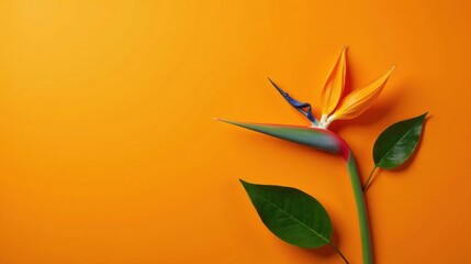 Vibrant Bird of Paradise Flower with Lush Green Leaves on a Sunny Orange Background