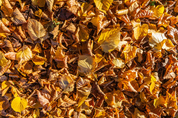 A dense carpet of fallen autumn leaves in varying shades of yellow, orange, and brown covers the ground.