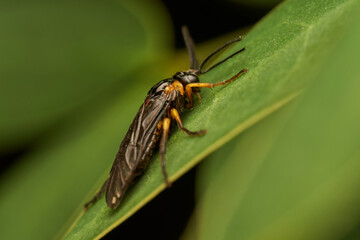 Naklejka premium Black and Yellow Tree Fly Resting on Green Leaf