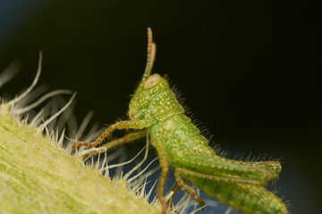 Baby Green Grasshopper on Green Stem