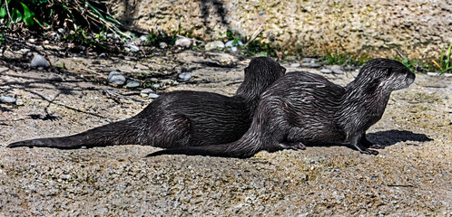 Two dwarf otters on the ground. Latin name - Lontra chinesa