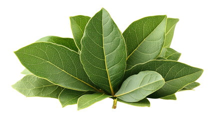 Obraz premium Bay Leaves Sprig: A vibrant sprig of fresh bay leaves, showcasing their rich green hue and aromatic essence, perfect for culinary and medicinal applications.