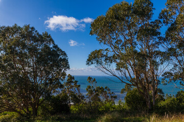 Trees frame a distant view of the ocean under a blue sky with sc