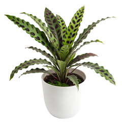 A Rattlesnake Plant, potted in a modern, matte white planter stand out against thetransparent background