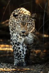Persian leopard (Panthera pardus saxicolor) is a magnificent animal from which it comes genuine respect