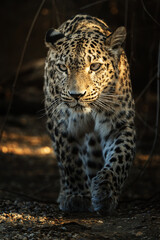 Persian leopard (Panthera pardus saxicolor) is a magnificent animal from which it comes genuine respect